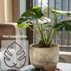 Plant Support Monstera Leaf Shape Plant Support for Vertical Growth Easy