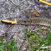 Popper Flopper Whopper Catfish Pike Zander 04