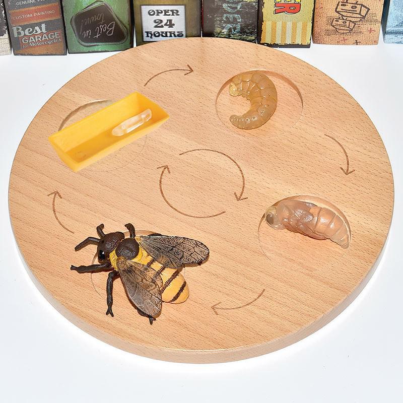 Montessori Plant & Animal Life Cycle Educational Toy Set for Early Learning
