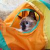 Long tunnel spring toy for cats FIGARO