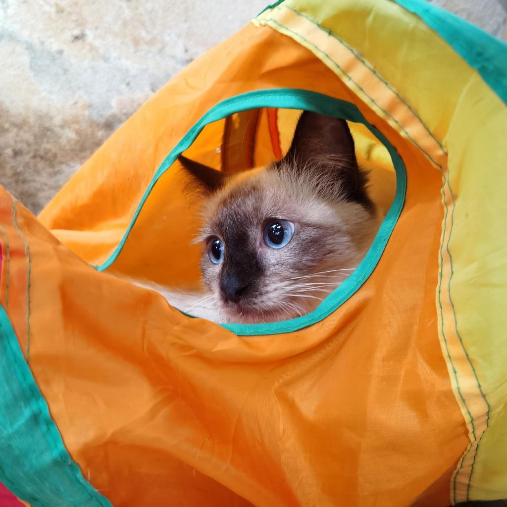 Long tunnel spring toy for cats FIGARO