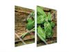 СТЕКЛЯННАЯ ЗАЩИТНАЯ ПАНЕЛЬ ДЛЯ КУХНИ 2x35x52 БАЗИЛИК