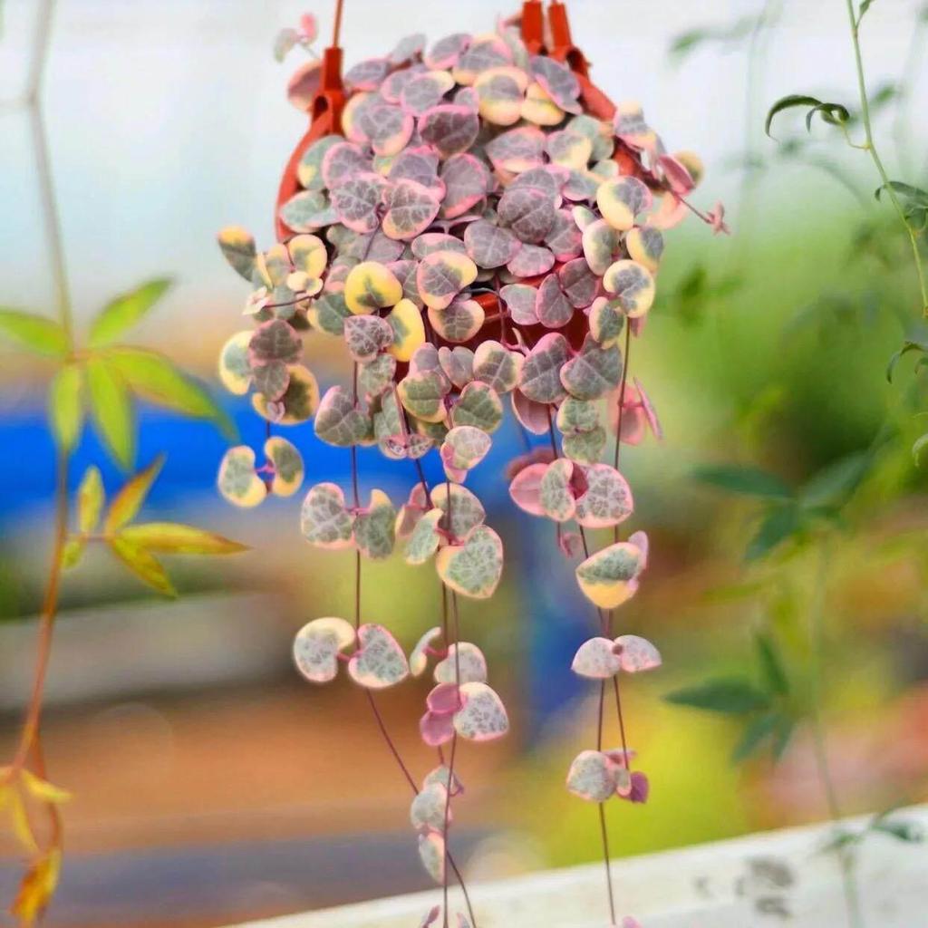 Heart to Heart Love's Vine: Cute Hanging Succulent for Beginners