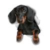 S41023# Dachshund Dog Stickers On The Car Vinyl Decal Waterproof Decoration Car Sticker