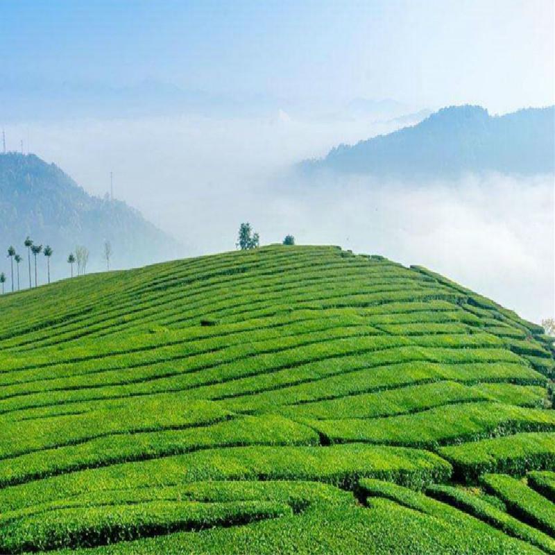 Китай Юньнань Пуэр Чай Мини Туо Ча Старый Пуэр Чай Пуэр Чай Кунг-Фу Черный Чай 100г