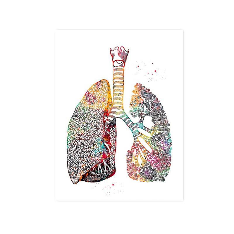 Анатомия человека мышечная система холст картина сердце легкие кость плакат печать медицинское образование офисные фотографии украшение дома подарки