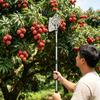 Длинный плодосъемник Металлическая клешня для сбора фруктов с тканевым мешком Нержавеющая сталь Регулируемый сборщик фруктов с деревьев для яблок авокадо персиков