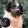 4 Sizes Pet Mouth Mask Anti Biting Dog Muzzles Small Medium Large Dogs Stop Barking Mouth Basket Chihuahua Puppy Supplies