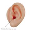 1/2Pcs Silicone Ear Model Impression Taking Training Ear Picking Practice