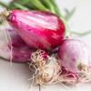 Red Onion Rossa Lunga Di Firenze Seeds 2g -
