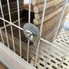 Rabbit Nest, Chinchilla, Guinea Pig Enclosure, Shelter, Natural Teething, Woven Nest with Branches, Platform for Hanging