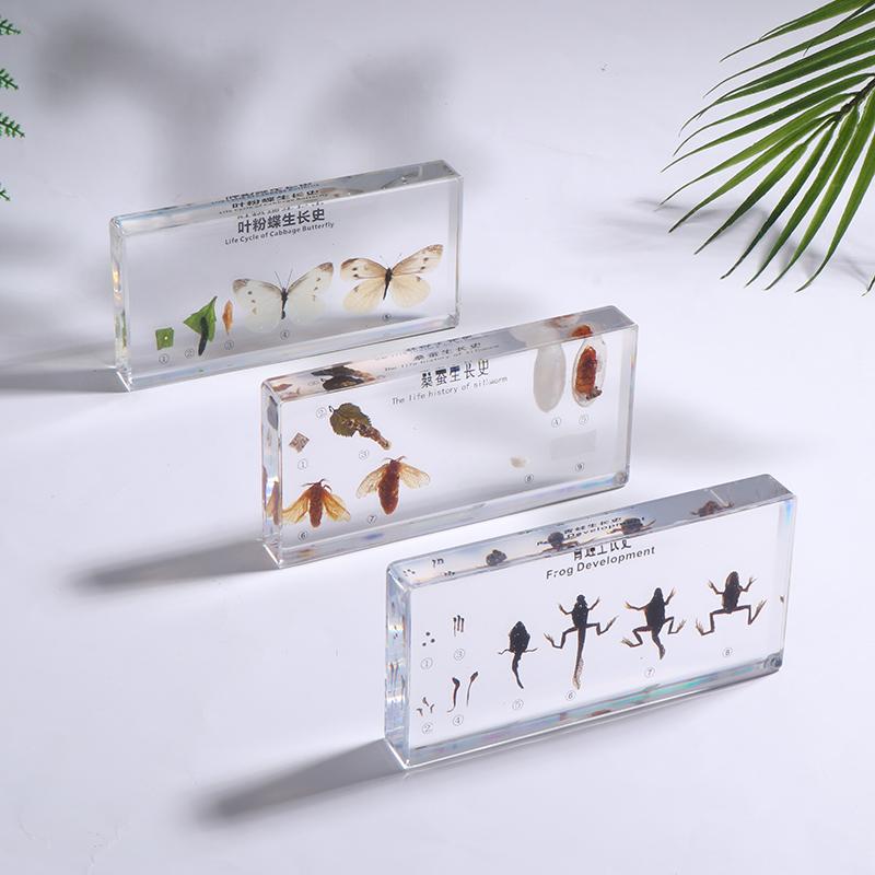 Lifecycle Of Frog/Silkworm/Leaf Butterfly Development Paperweight Specimens In Clear Resin For Science Education