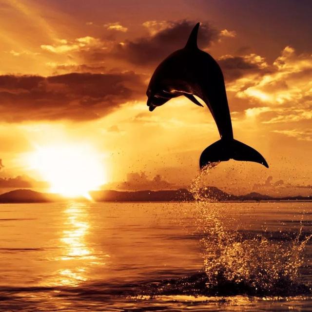 5D Алмазная картина Полный круглый дрель Дельфин Алмазная вышивка Животное Вышивка крестом