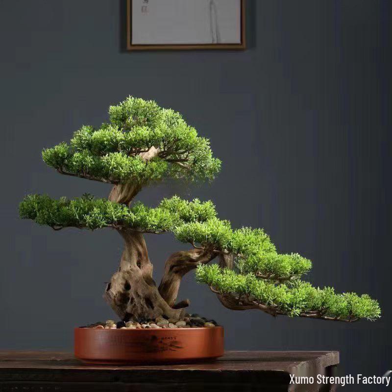 Potted Pine Bonsai for Indoor Living Room - Real Tree Landscape Decoration