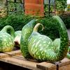 Декоративная тыква Семена Кобры 6 шт.. - ВИЛМОРИН