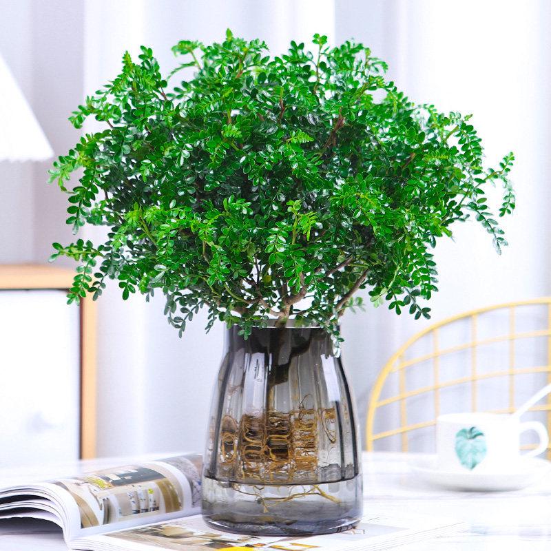 Hydroponic Fragrant Wood Plant: Indoor Insect & Mosquito Repellent, Evergreen, Year-Round Water-Cultured Green Plant for Desktops.