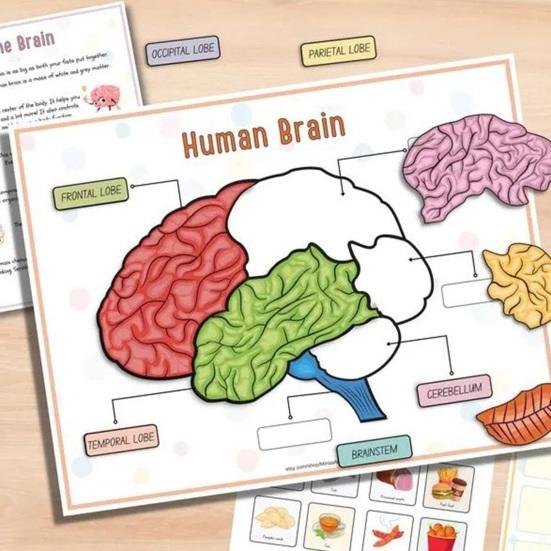 Анатомия человека Занятия Книга Дошкольный Детский Сад Части Тела Обучающие Занятия Книга Интерактивная Образовательная Секреты Тела Раскрытие Книги