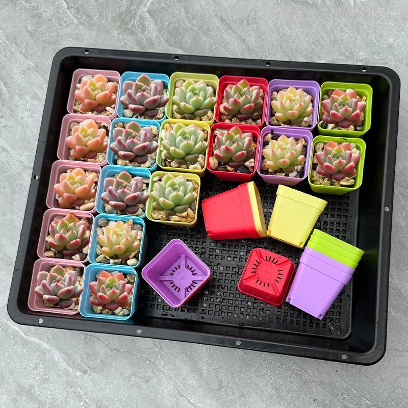 MOJY Succulent Seedling Propagation Tray Set