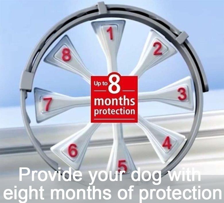 Ошейник Bayer Seresto от блох и клещей для крупных собак, маленьких собак весом более 18 фунтов, защита на 8 месяцев