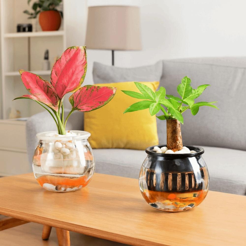 Пластиковый Цветочный Горшок Прозрачный Аквариум Креативные Горшки для Растений с Автополивом Настольный