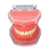 Модель десны Съемные зубы Мягкие оральные демонстрационные стоматологические практические обучающие инструменты