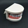 Typodont Demonstration Study Flesh Pink Gums Denture Model Teeth Model Standard Teeth Model