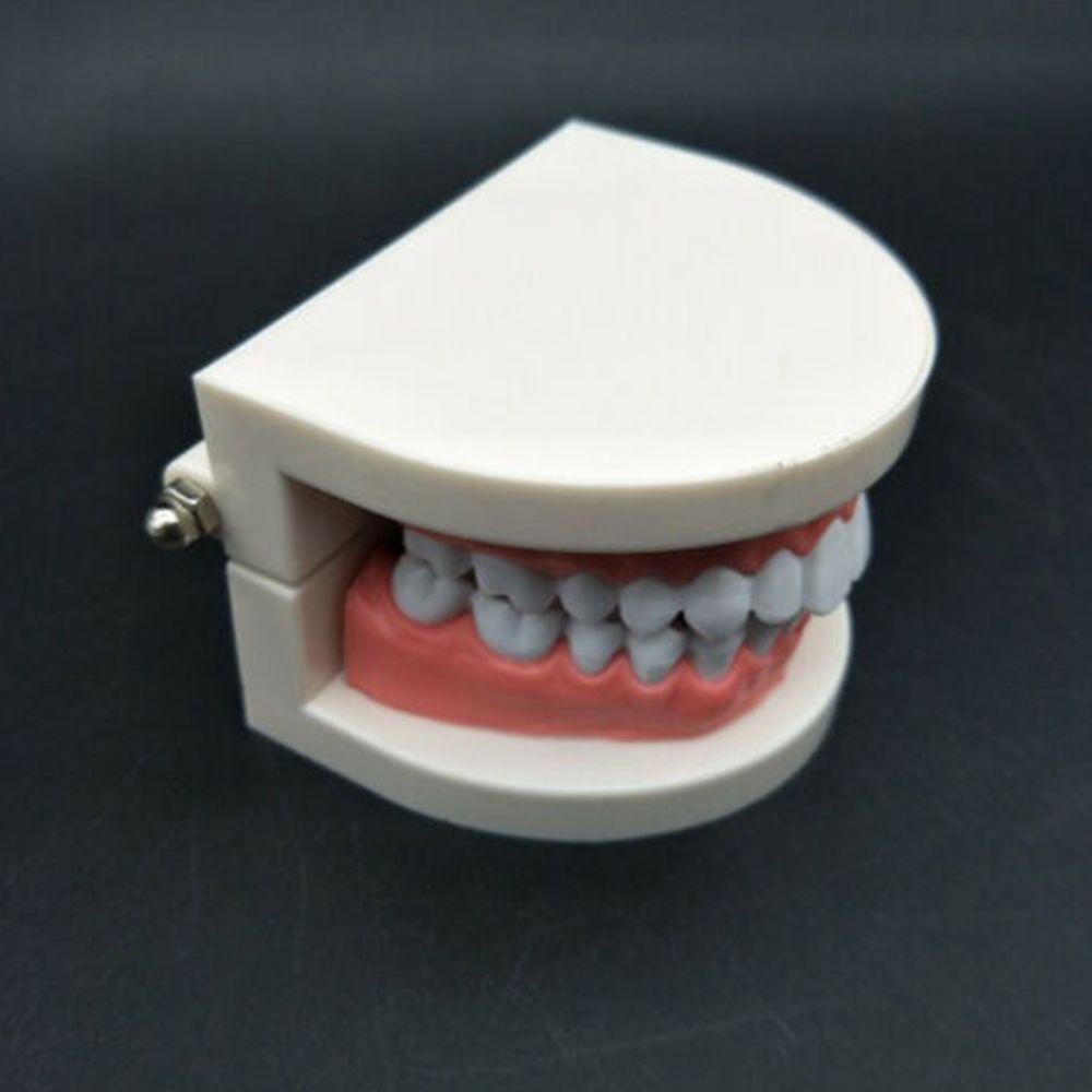 Typodont Demonstration Study Flesh Pink Gums Denture Model Teeth Model Standard Teeth Model