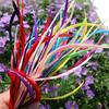 Single Edge Silk Feather Swan Feather Craft Decorative Feather Diy Dyed Colorful Feather 