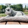 Wonpungrung Multi-purpose Vehicle Interior Goods Stuffed Animal, Husky 2, 1 piece,Korean Car Acc