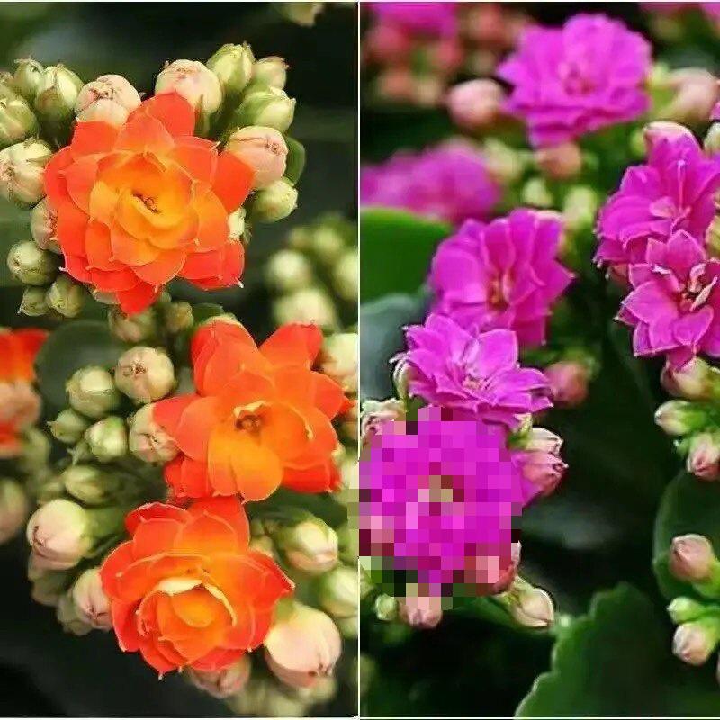 [Kalanchoe Double Petal] Four-Season Blooms Potted Plant for Indoor Balcony with Buds