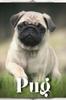 Книга Pug : Dog Breed Overview and Guide