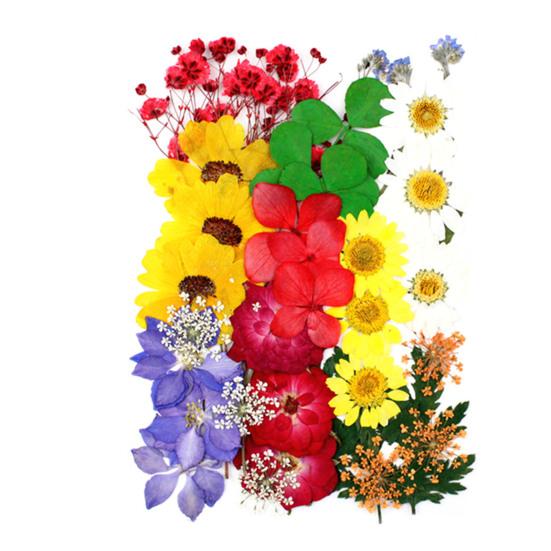 1 Set Dried Pressed Flowers Kit Colorful Natural Flowers DIY Art Crafts Supplies Resin Jewelry Epoxy Mold Candle Soap Vase Making Nail Card