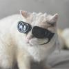 Pet Sunglasses: Summer Goggles for Dogs & Cats, Perfect for Corgis, French Bulldogs, Border Collies, and Teddies