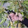 Sécateur - BRÜDER MANNESMANN - M63101 - Bypass - Polyvalent - Outil de jardinage