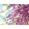 1000-piece Jigsaw Puzzle - the Scent of Fresh Spring Flowers (wood), Popular Korean Puzzle