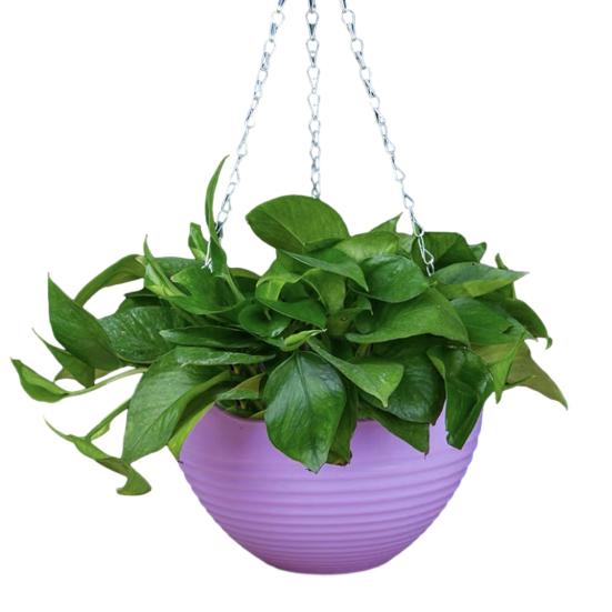 7 шт. подвесных кашпо дренаж металлические цепочки пластиковые отверстия и цветочные горшки с подвесными цветочными горшками