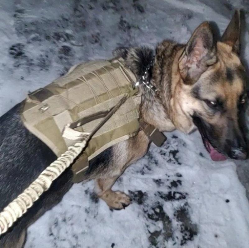 Военная тактическая шлейка для собак, жилет для дрессировки домашних животных, жилет для собак с регулируемой металлической пряжкой, утолщенный материал, средний и большой жилет для собак