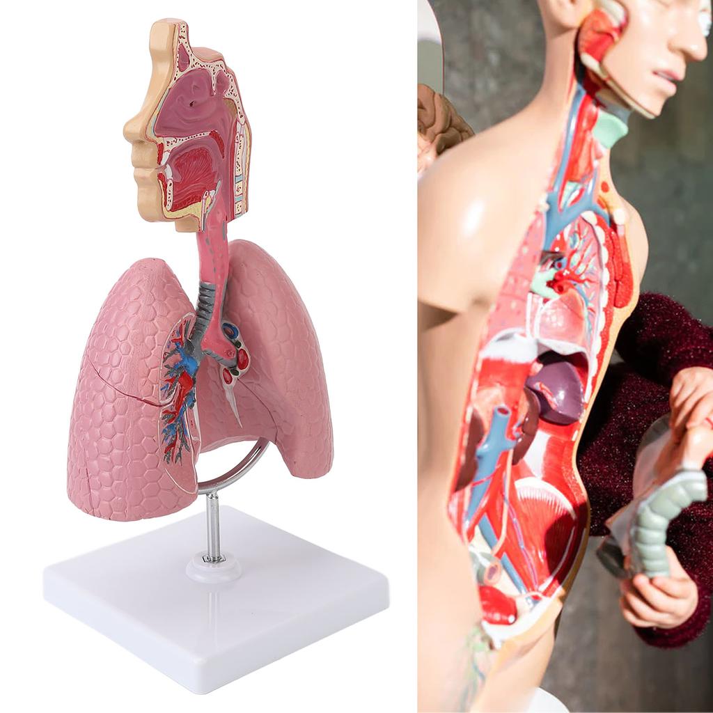 Модель дыхательной системы со съемным сердцем и легкими человека, анатомический дисплей для студентов, учебное пособие