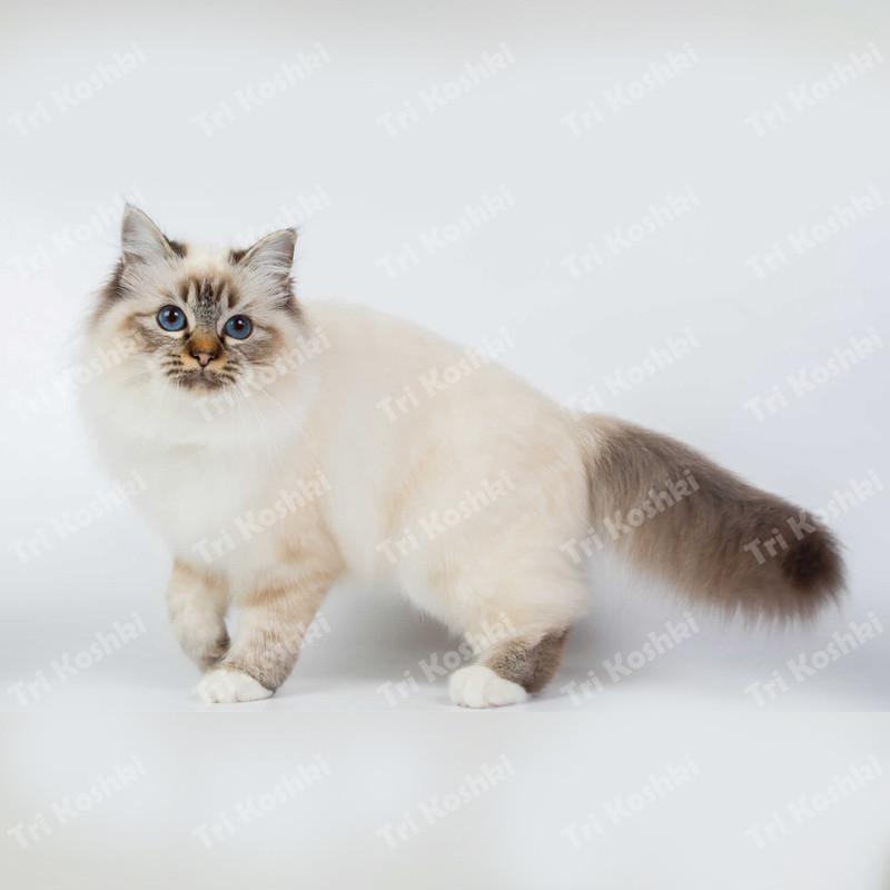 Три кошки RC035 Аниме Собака Рагдолл Наклейка Водонепроницаемая ПВХ Декор Дверь Гостиная Детская Комната