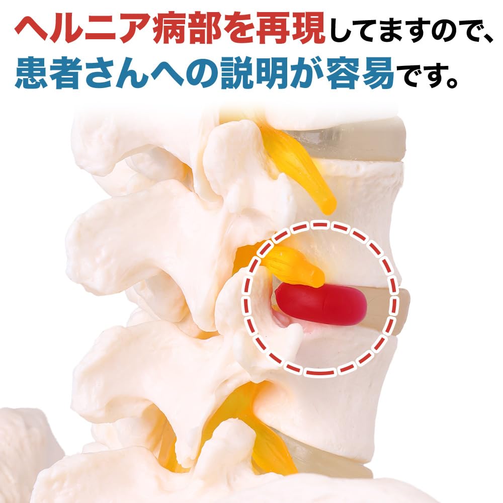 UPstore Модель позвоночника и таза в натуральную величину, модель позвоночника 90 см, подвижная модель позвоночника 11 размера, подвесная модель позвоночника с пьедесталом, подвижная модель мужского таза