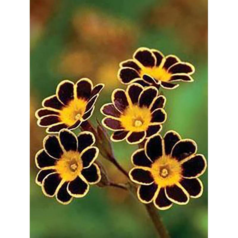 5D DIY алмазная живопись цветы роза набор для вышивки крестом полная круглая дрель вышивка мозаика стены книги по искусству стразы домашний декор подарок