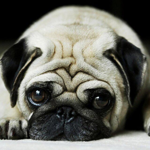 Животное DIY 5D алмазная живопись полная круглая дрель стразы мозаика домашняя собака Алмазная вышивка крестиком украшение дома