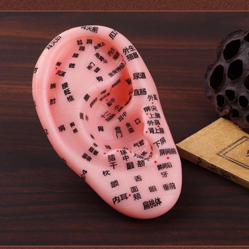 Модель рефлекторной зоны уха, рефлекторная зона, анатомия уха, демонстрационная модель, школьный класс, лекционный реквизит, для начинающих и профессионалов, учебное пособие