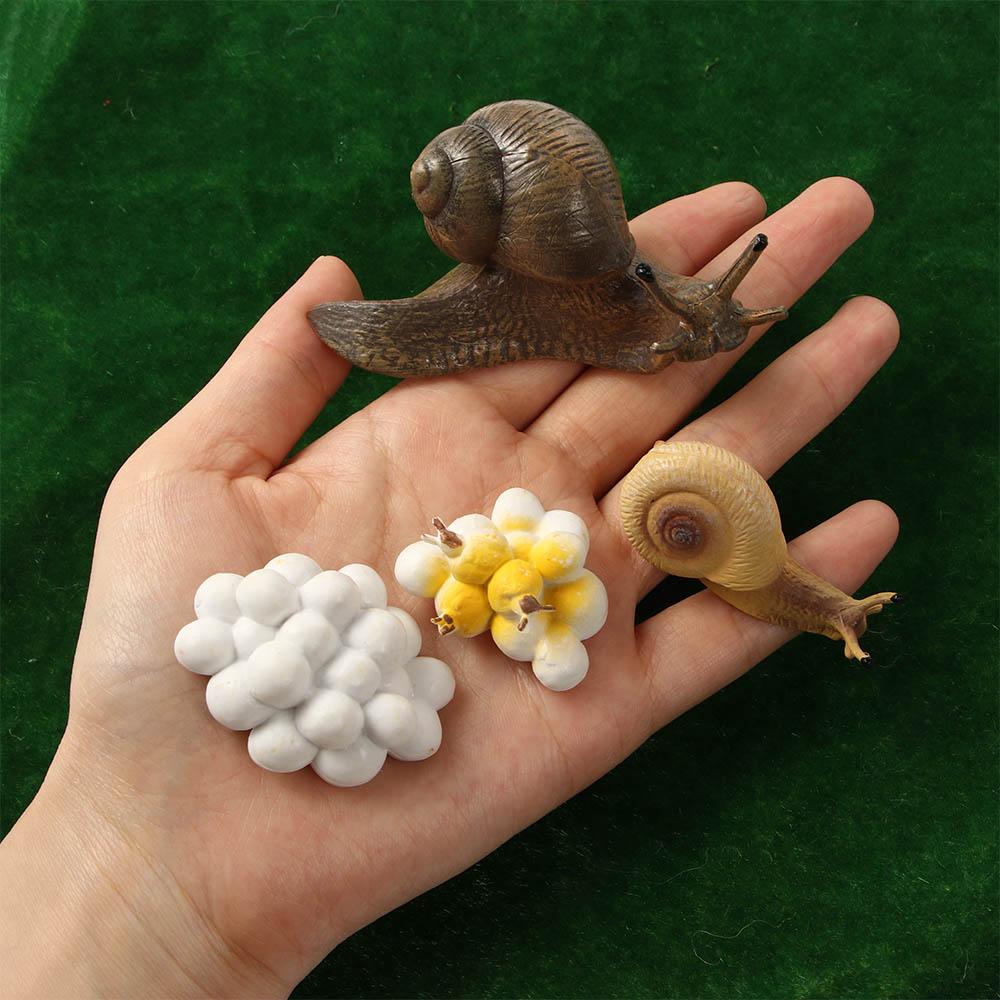 Kids Cognitive Snail Growth Cycle Cycle Mantis Figurine Praying Mantis Toy Life Cycle Figures
