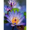 Алмазная картина, мозаика, цветок водяной лилии, полная круглая картина, вышивка, творческое хобби, украшение дома 30x40 см/12x16 дюймов