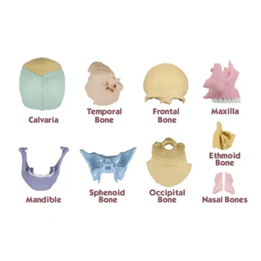 Dental Skull Model 1:2 Human-Skull Model Model Toys Anatomy Skull Model Assembling Toys