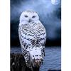 5D DIY алмазная живопись животное полная алмазная вышивка горный хрусталь кошка Орел домашний декор подарок мозаика художественная картина набор для вышивки крестом