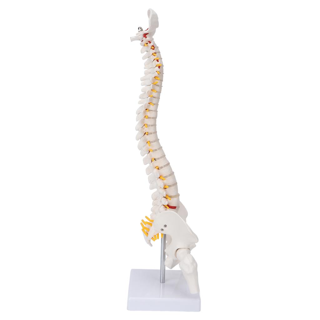 Vertebral Column Model Flexible Spine Caudal Vertebra Anatomical Model with Spinal Nerves for Science Classroom Teaching