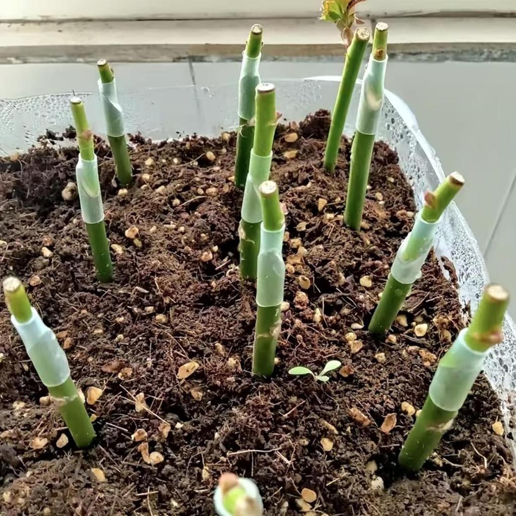 50 шт. Силиконовый рукав для прививки 3-7,5 мм Силиконовый щиток Инструмент для прививки плодовых деревьев Для садовых растений Садоводы Садовый питомник