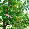 30 Pcs Gardening Garden Hang Tag Label Hanging Tree Seedling Plant Fruit Trees Signs Prompt Card Classification Tool